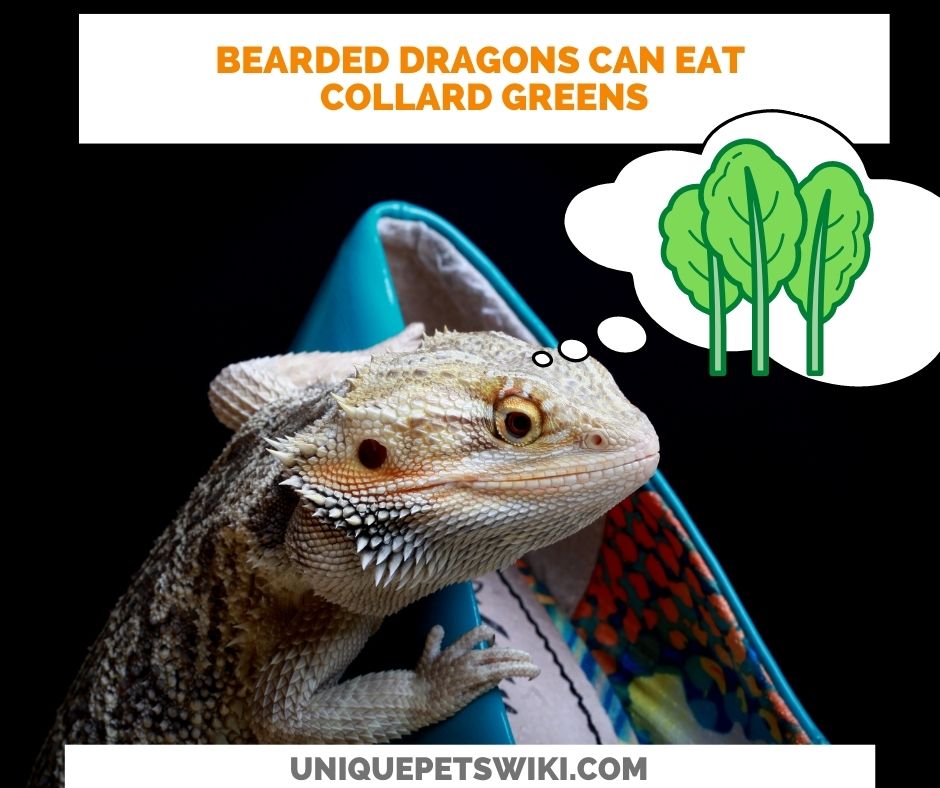 Can Bearded Dragons Eat Collard Greens?