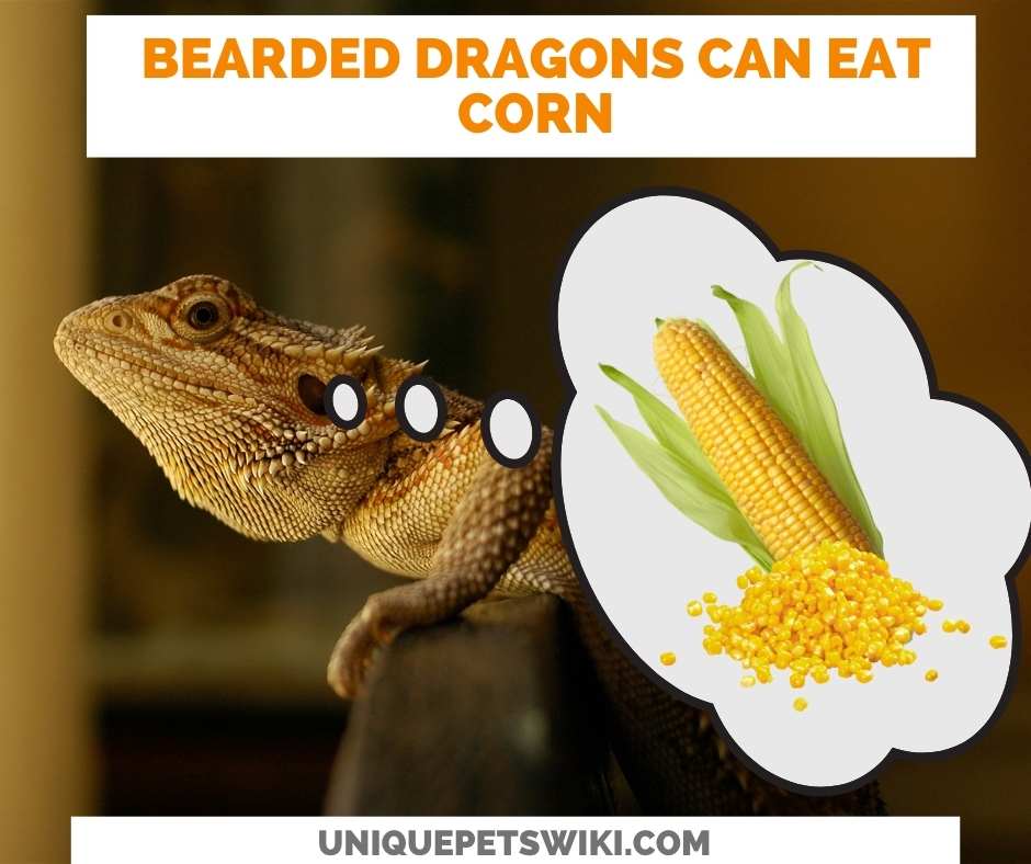 Can Bearded Dragons Eat Corn?