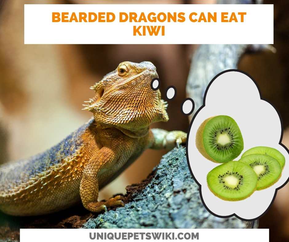 Can Bearded Dragons Eat Kiwi?
