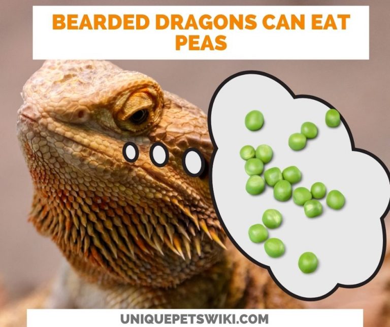 Can Bearded Dragons Eat Peas? Yes Secret TIP to Feed Peas
