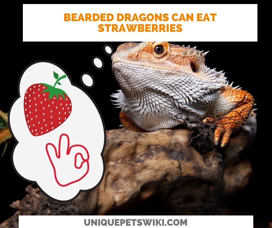 bearded dragons can eat strawberries