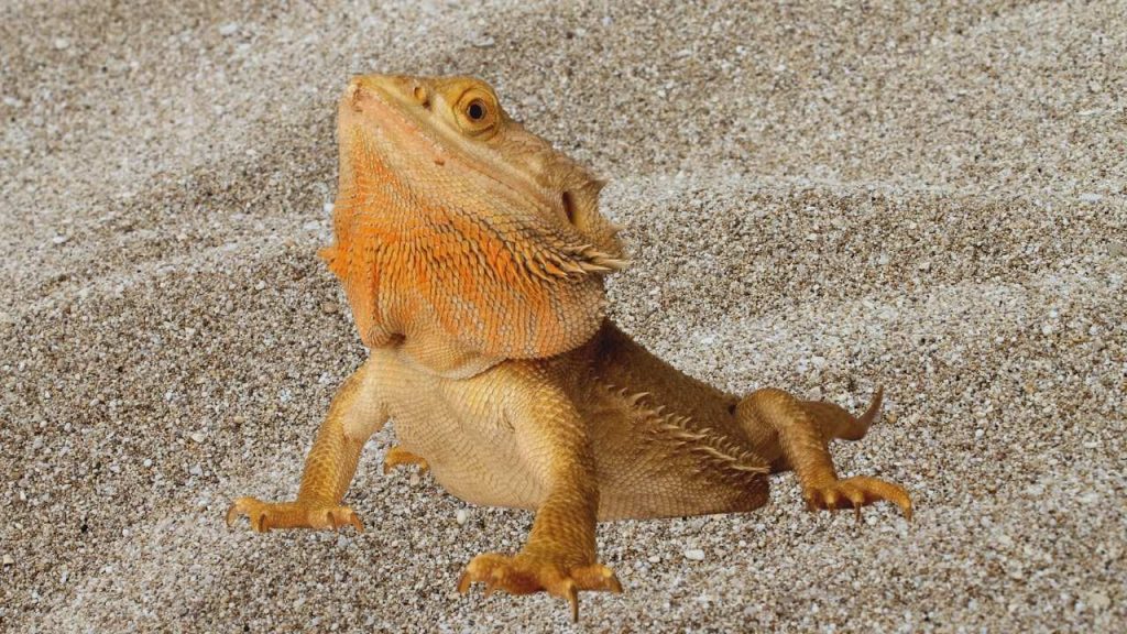Best Calcium Sand For Bearded Dragons