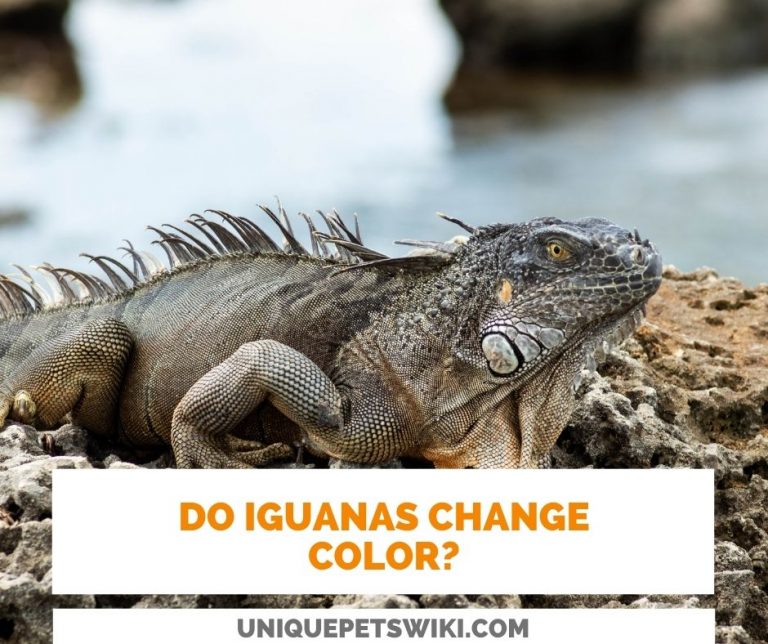 Do Iguanas Change Color? Iguanas Color Change To Brown, Orange, And Yellow