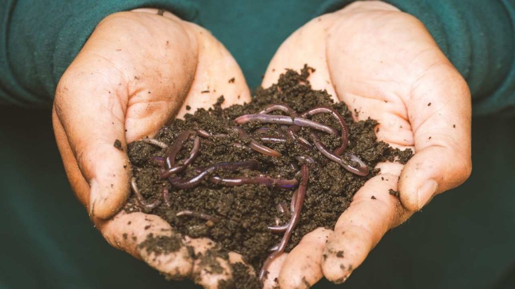 Are Earthworms Nutritious?