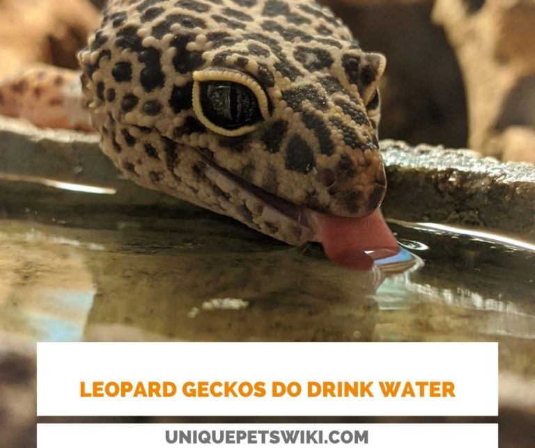 How Often Do Leopard Geckos Drink Water?