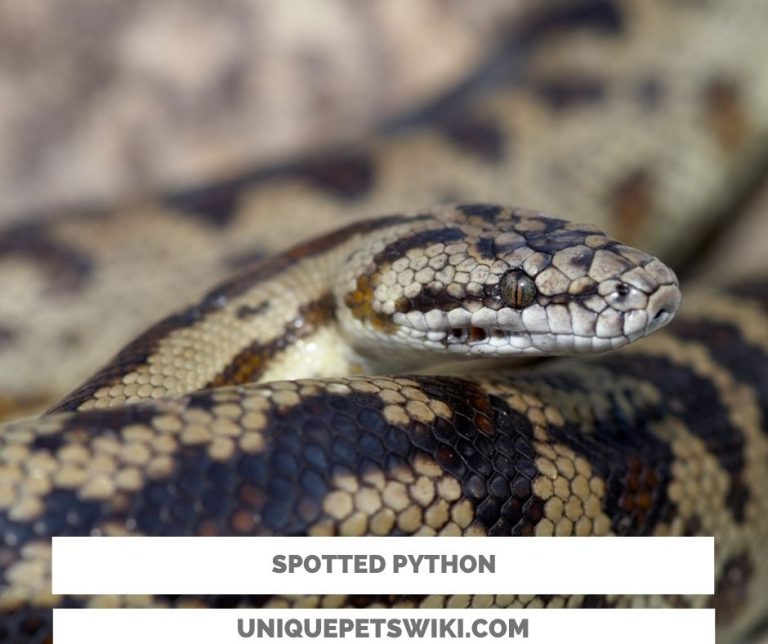 Best Arboreal Pet Snakes For Beginners