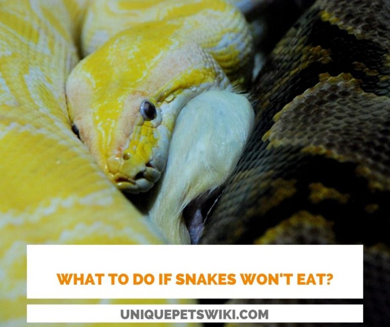 Top 10 Common Rookie Mistakes of Snakes Owners