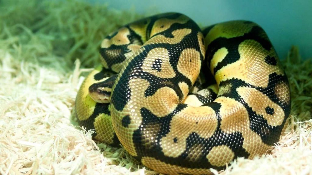 Why Do Your Ball Python Burrow?