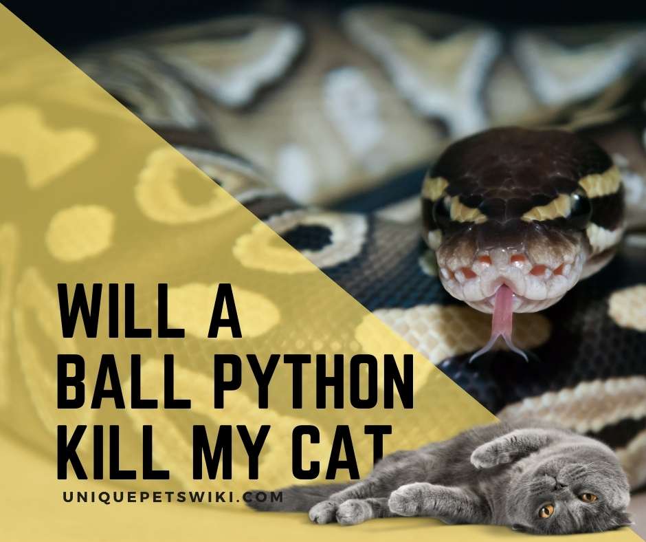Will A Ball Python Kill My Cat? Are They Violent Or Not?