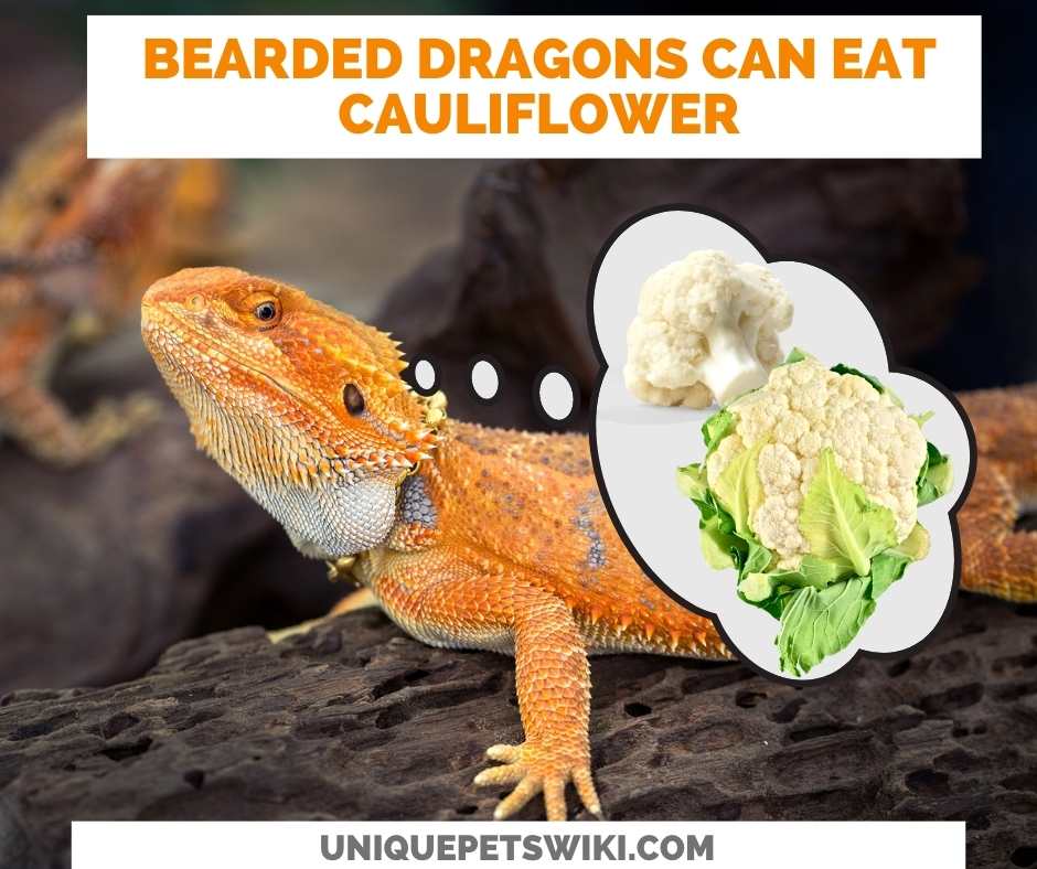 Can Bearded Dragons Eat Cauliflower?