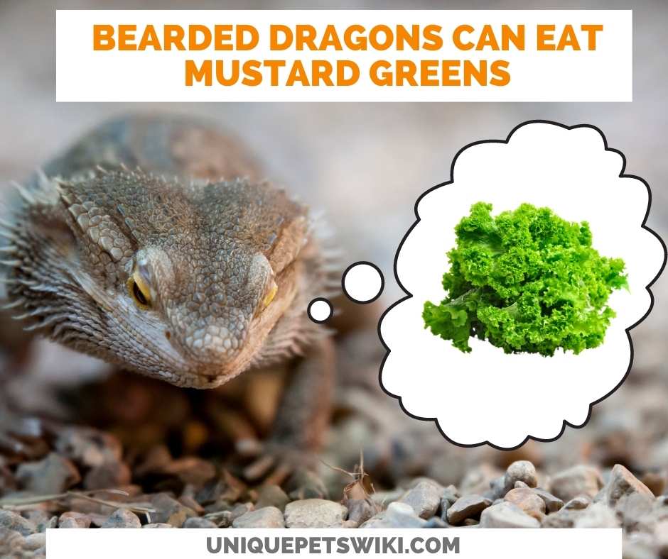 Can Bearded Dragons Eat Mustard Greens