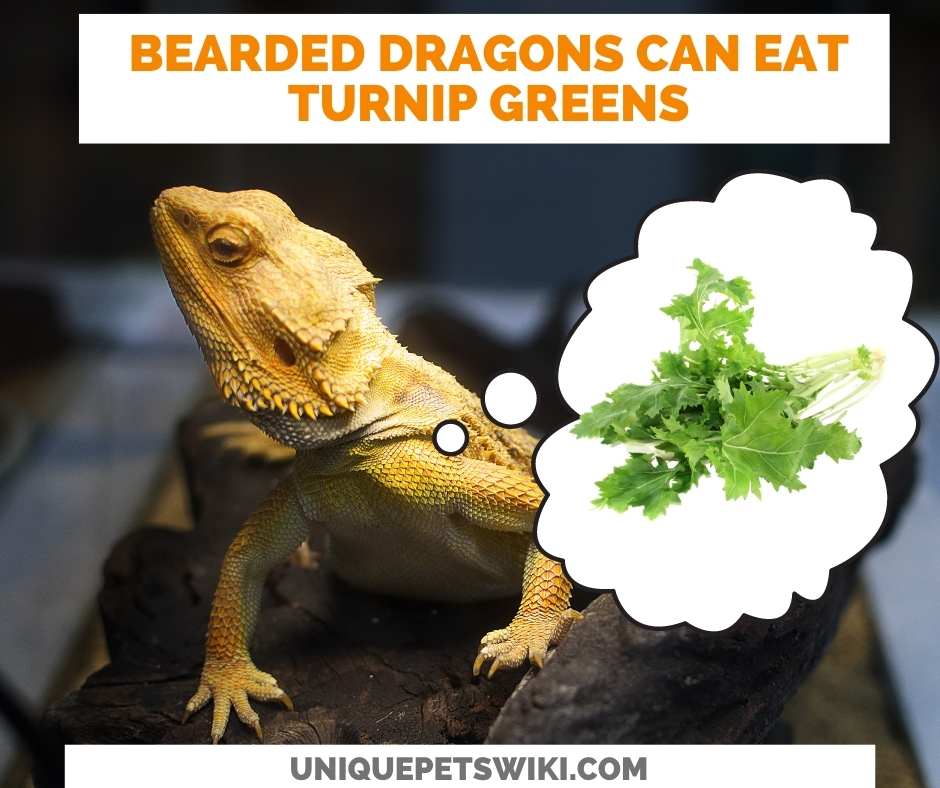 Can Bearded Dragons Eat Turnip Greens?