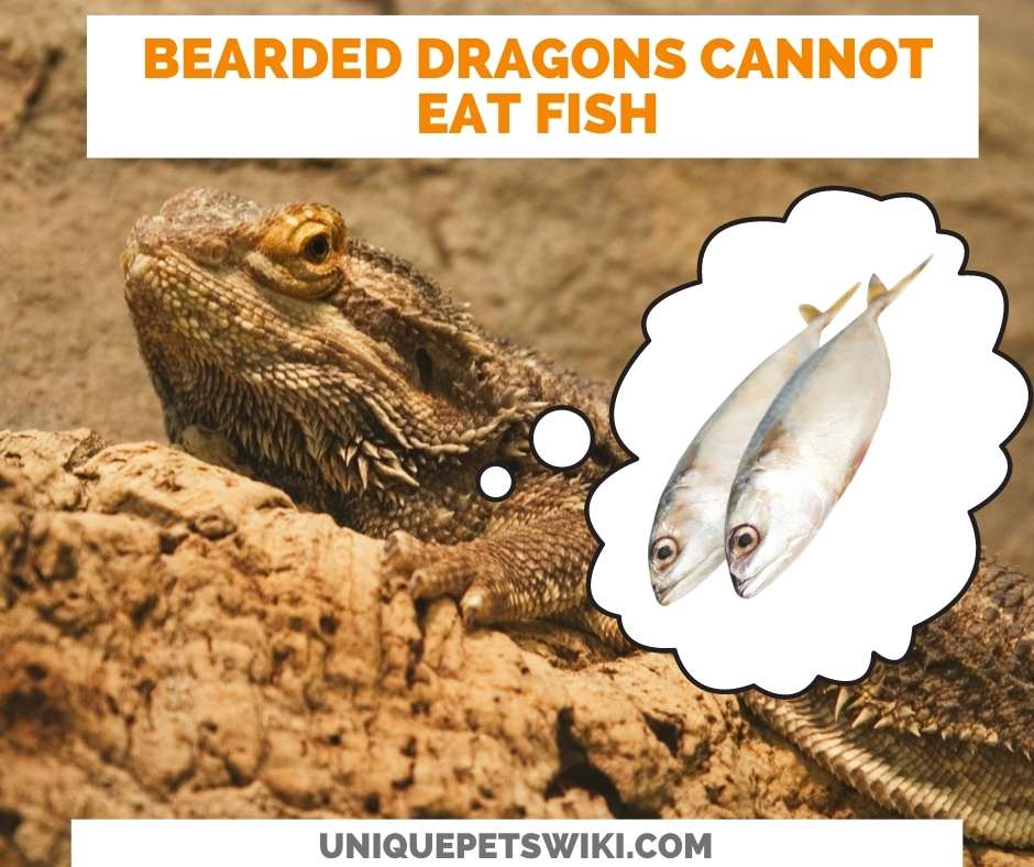 Can Bearded Dragons Eat Fish?