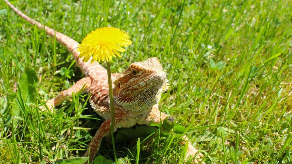 Funny Bearded Dragons Boy Names