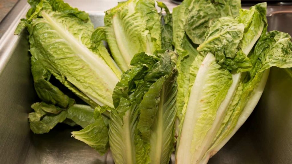 Romaine Lettuce Nutritional Information