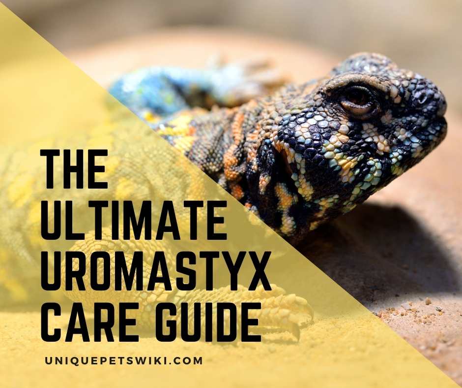 Ultimate Uromastyx Care Guide for Beginners