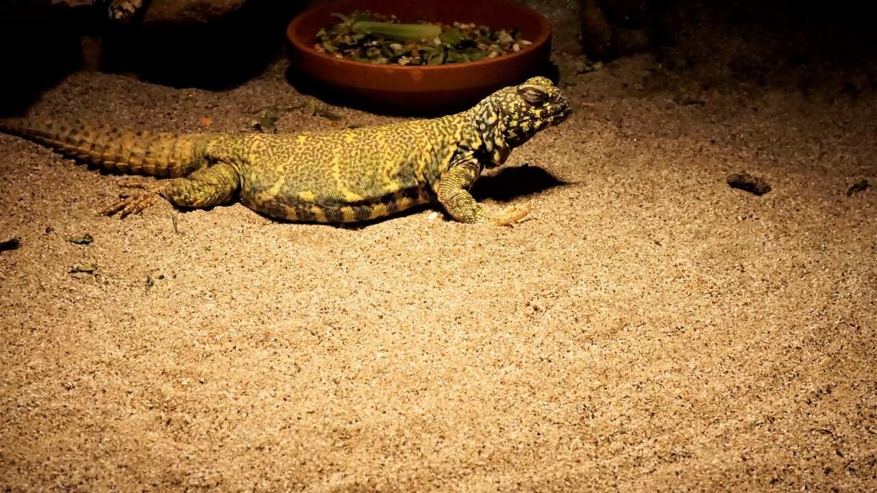 Uromastyx Care Sheet – Reptiles by Mack