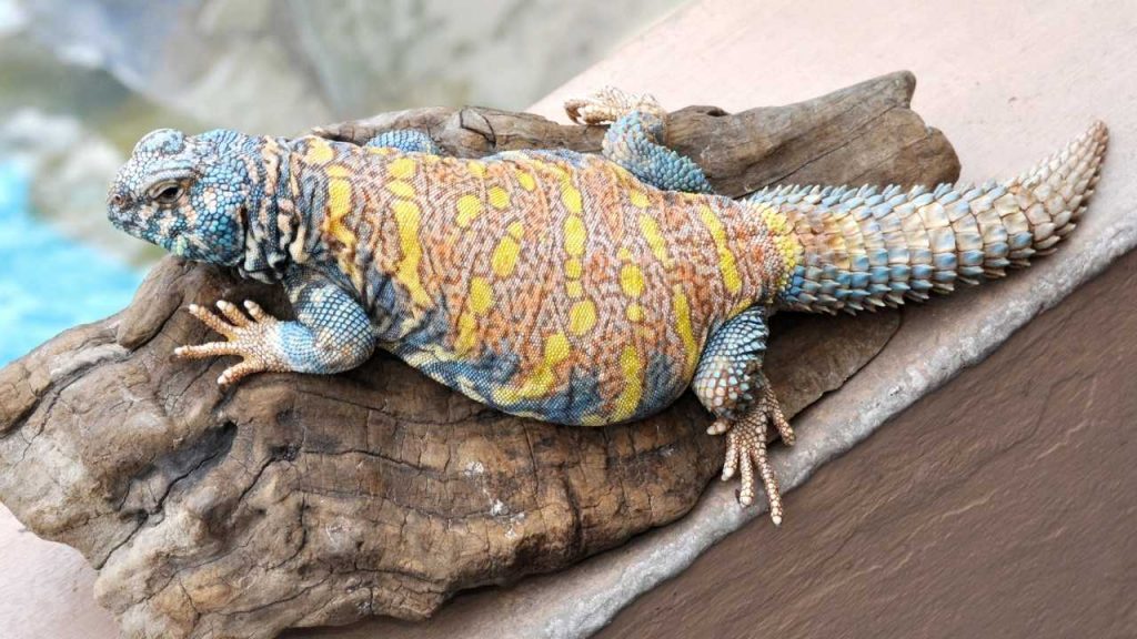 What Is Uromastyx Philbyi?
