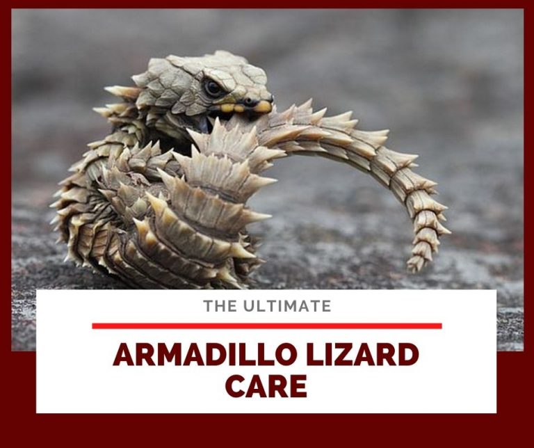 How much does a armadillo lizard cost rionaxre