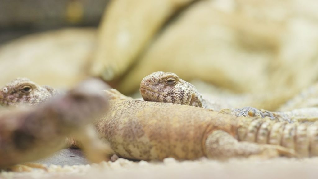 How To Choose A Good Uromastyx Breeder?