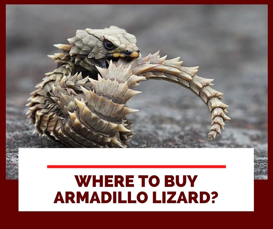 Where To Buy Armadillo Lizards?
