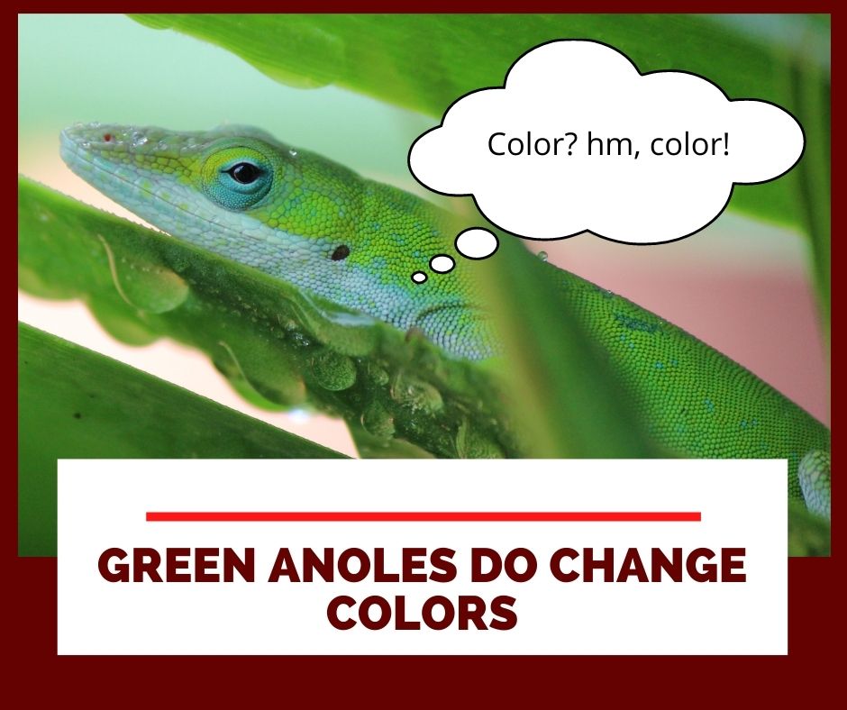 Green anoles change colors
