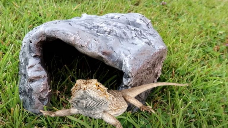 Large Wooden Reptile Hideout With Climbing Ramp - For Bearded Dragons, Geckos & Small Pets