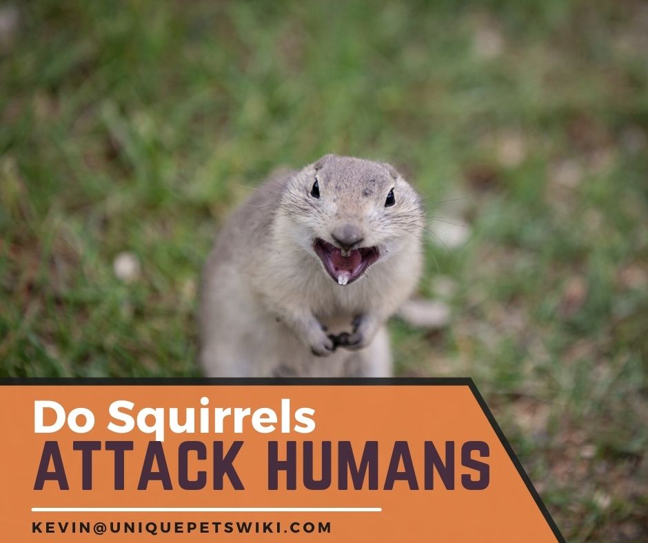 Do Squirrels Attack Humans? How Dangerous Squirrels Could Be?