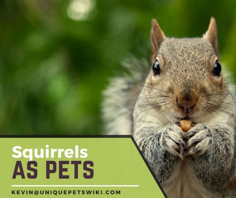 Squirrels as Pets AZ Types, Care, Diet, Lifespan, and Tame