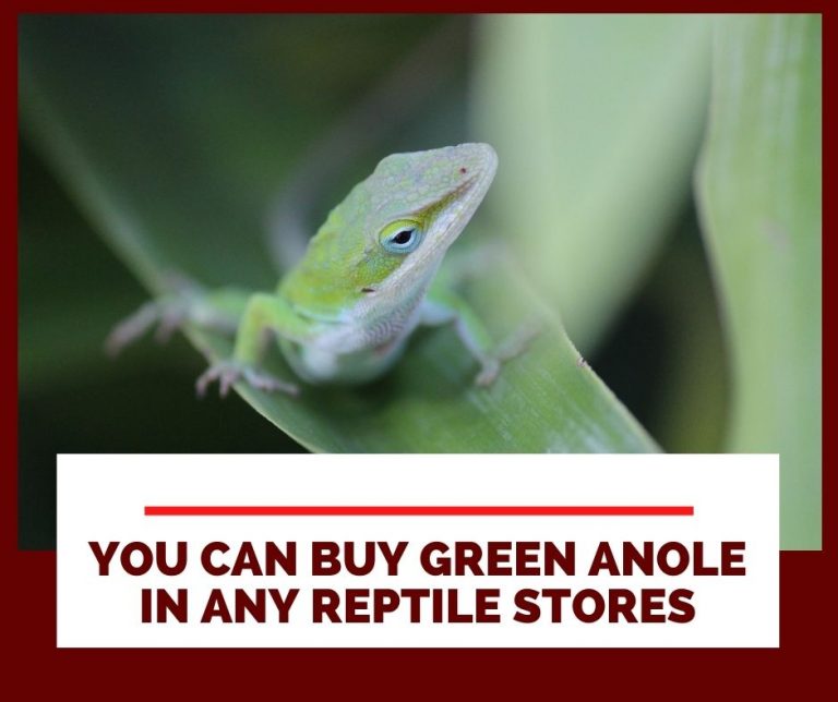 The Ultimate Green Anole Care Guide for Beginners