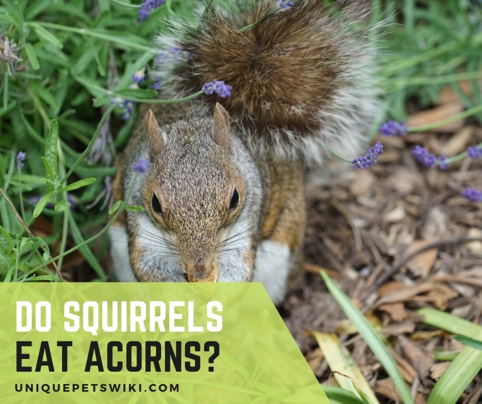 Do Squirrels Eat Acorns Yes They Love Acorns
