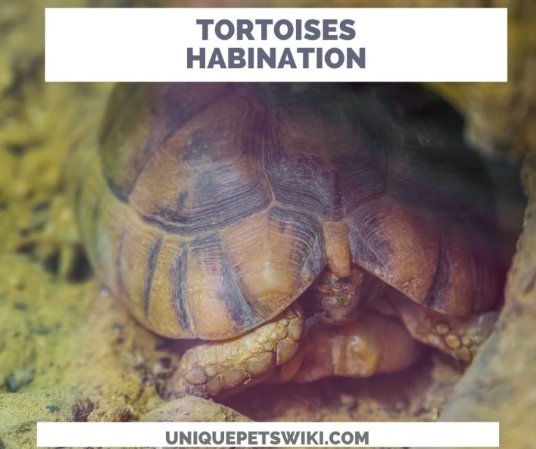 What Happens If a Tortoise Gets Too Cold?