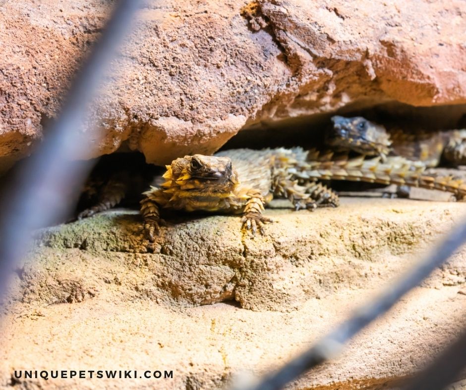 A Healthy Armadillo Lizard