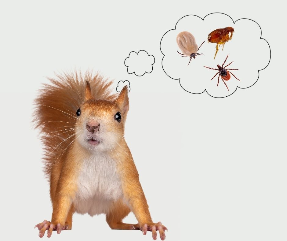 Do Squirrels Carry Fleas?