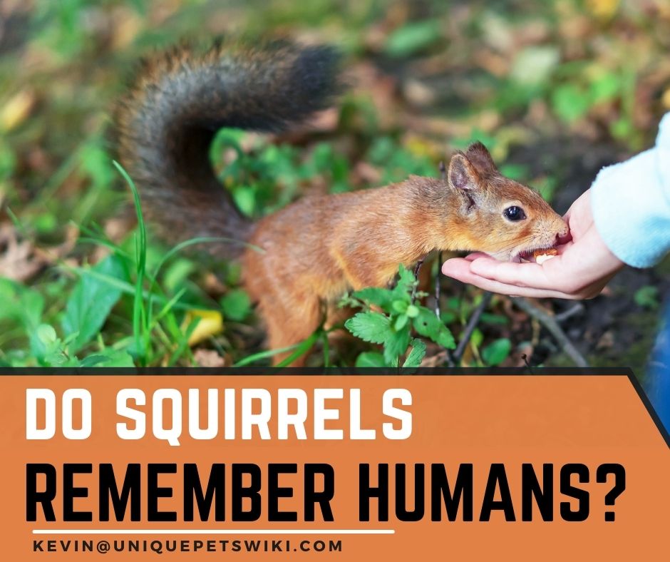 Do Squirrels Remember Humans?