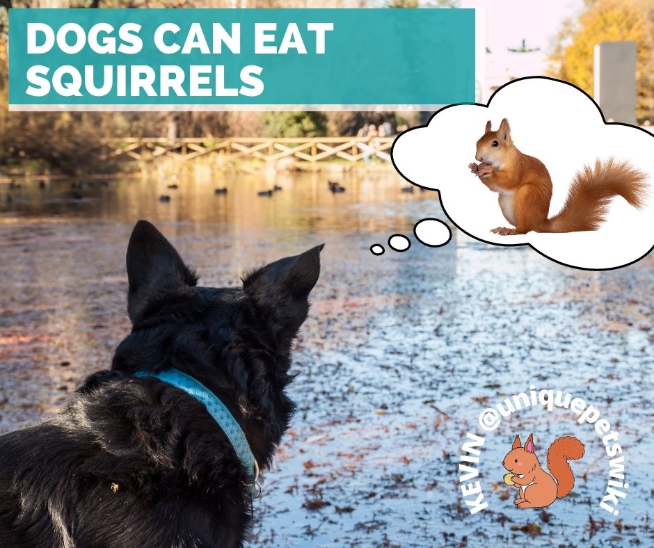 Dog can eat squirrels