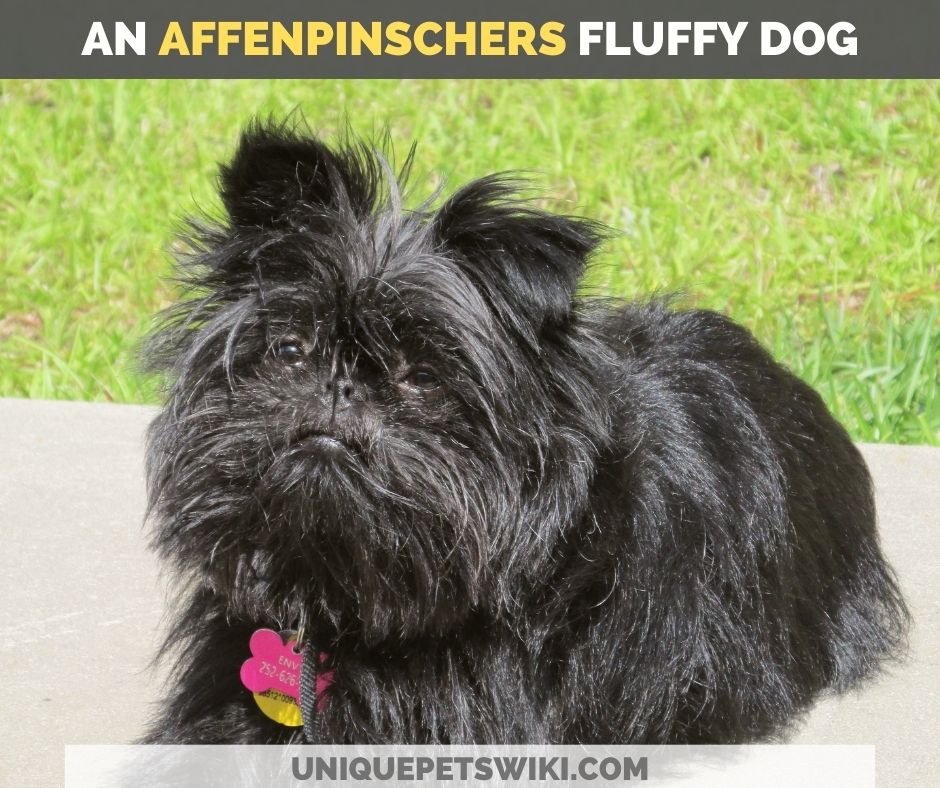 Affenpinschers