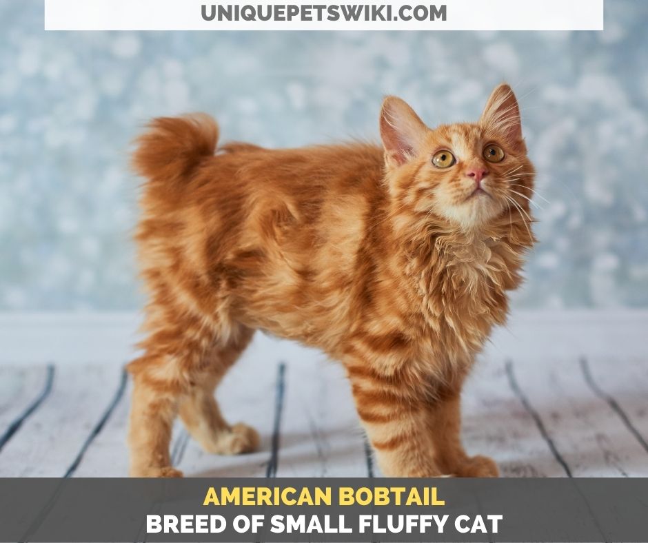 American Bobtail