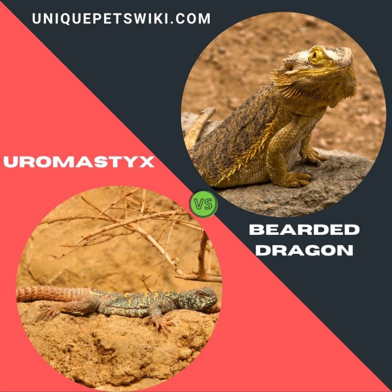 Uromastyx And Bearded Dragon Together