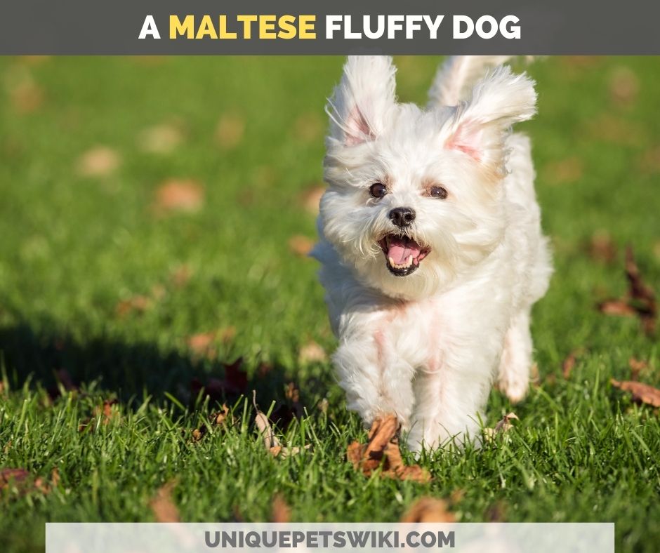 Maltese