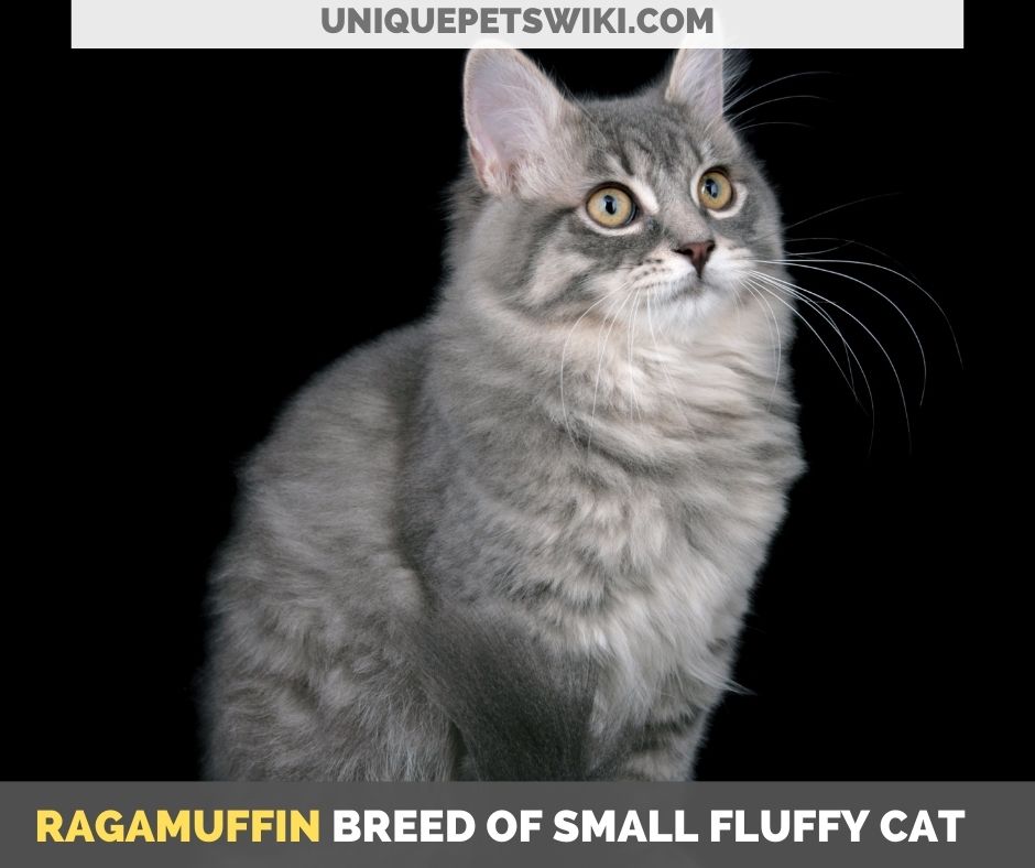 Ragamuffin breed of small fluffy cat