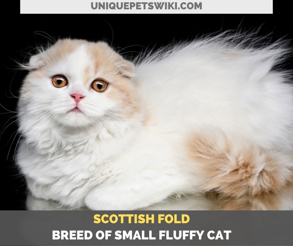 Scottish Fold