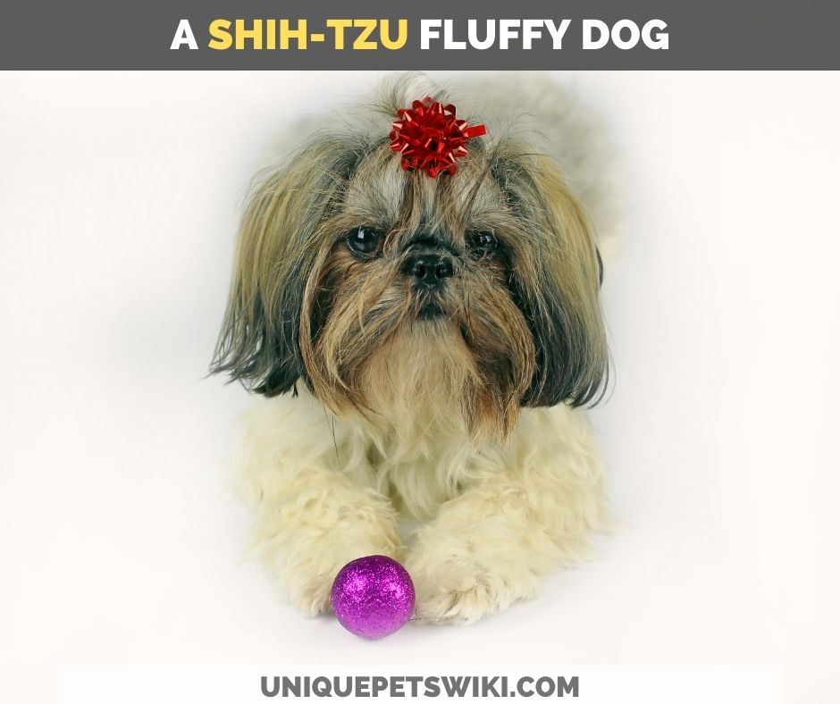 Shih-Tzu