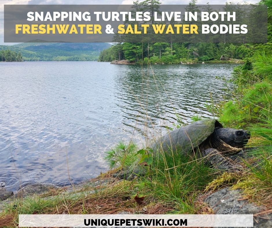 Snapping turtles can be found in both freshwater and salt water streams, ponds, lakes, and creeks.