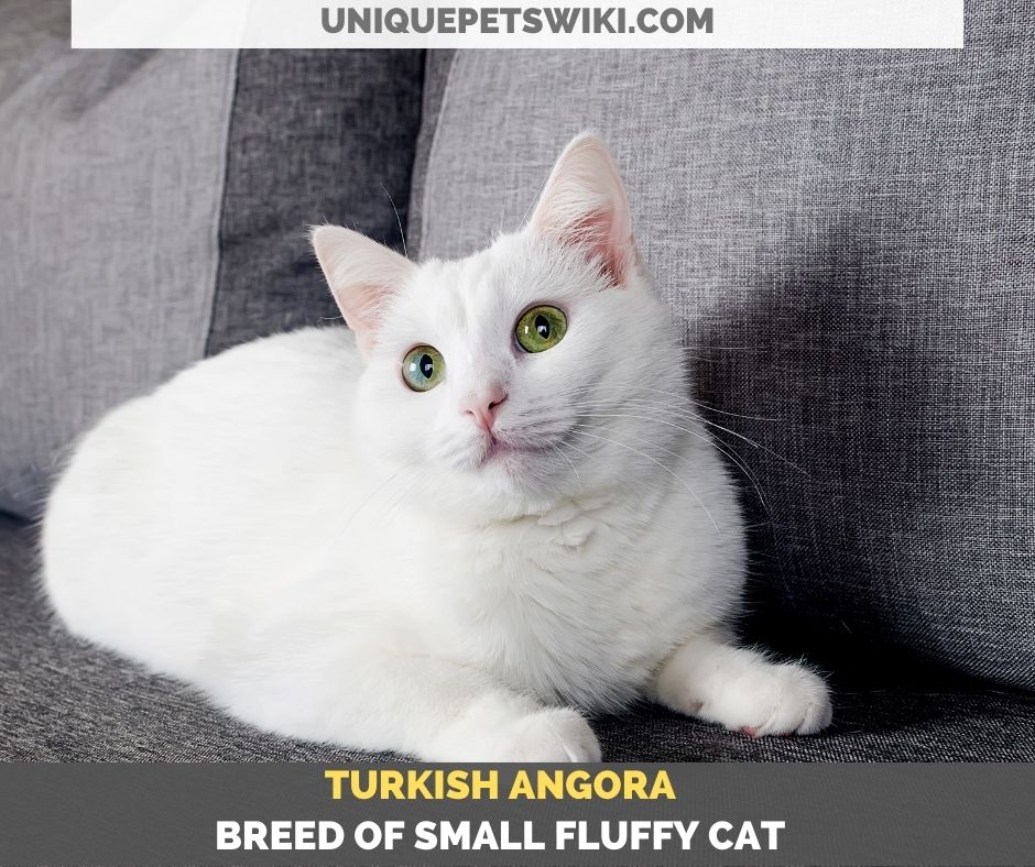 Turkish Angora