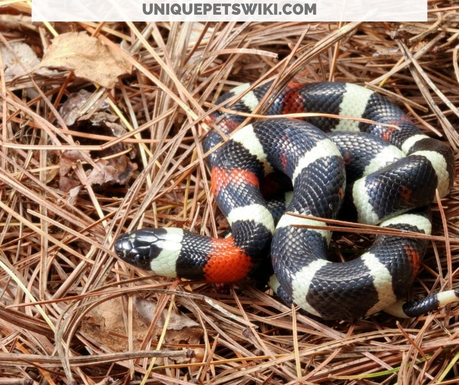 a milk snake