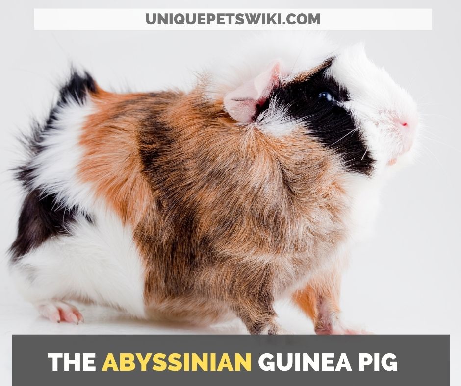 the abyssinian guinea pigthe