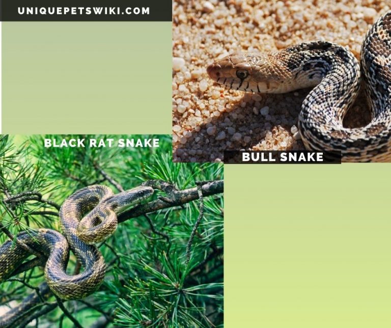 10 Most Beautiful Harmless Snakes For Pets (With Pictures)