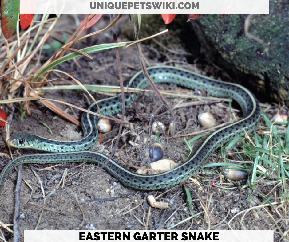 Eastern Garter Snake