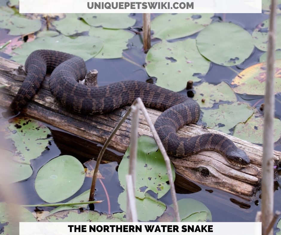the Northern Water Snake